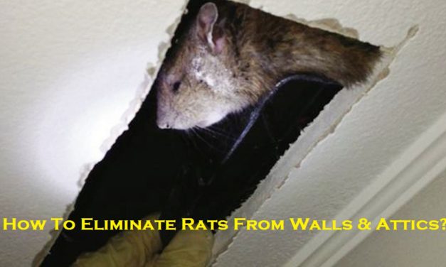 How To Eliminate Rats From Walls & Attics?