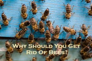 Why Should You Get Rid Of Bees?