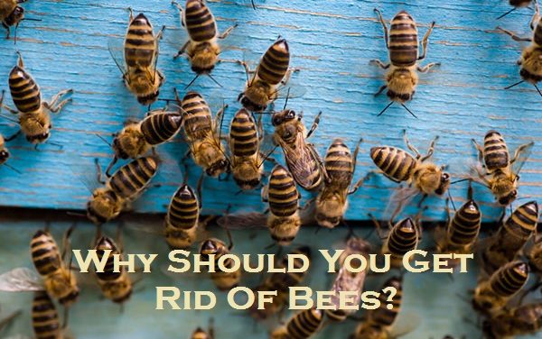 Why Should You Get Rid Of Bees?