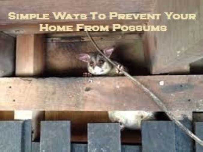 possum control Melbourne