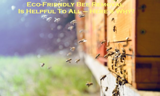 Eco-Friendly Bee Removal Is Helpful To All – Here’s Why?