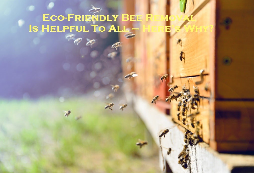 Eco-Friendly Bee Removal Is Helpful To All – Here’s Why?