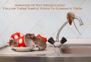 Annoyed Of Rat Infestation? Follow These Simple Steps To Eliminate Them