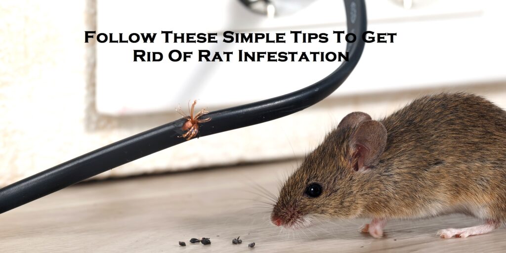 Follow These Simple Tips To Get Rid Of Rat Infestation