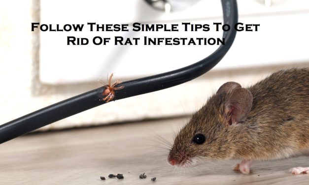 Follow These Simple Tips To Get Rid Of Rat Infestation