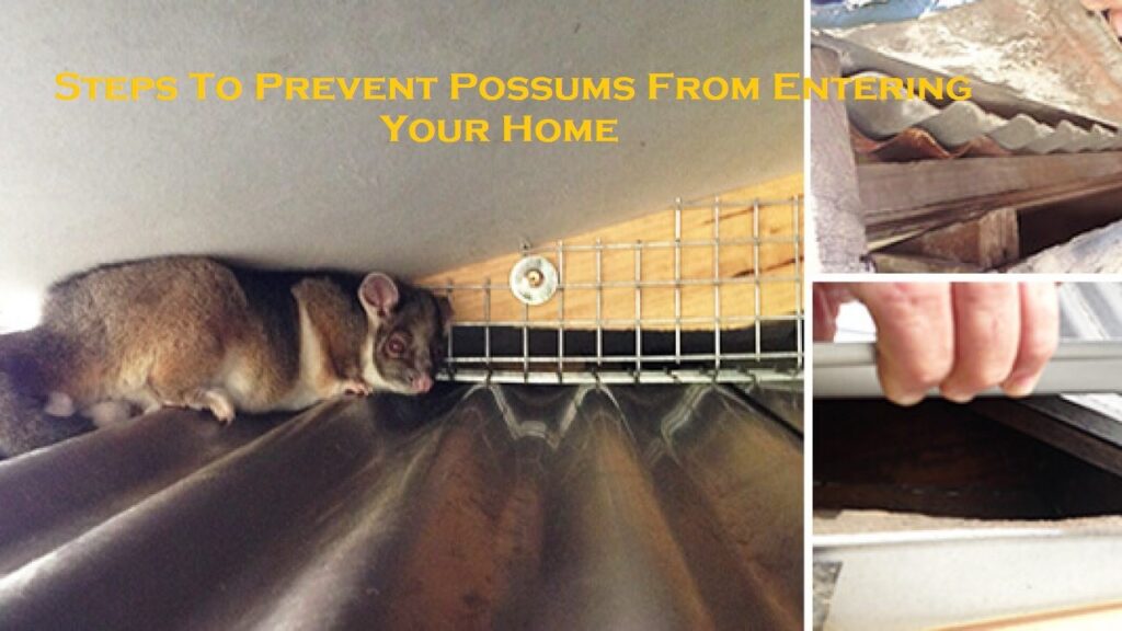 Steps To Prevent Possums From Entering Your Home