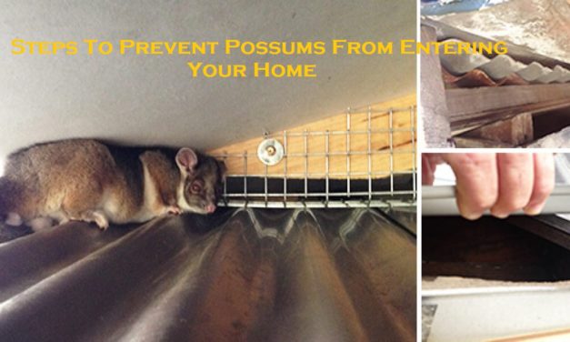 Steps To Prevent Possums From Entering Your Home