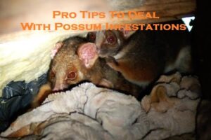 Pro Tips To Deal With Possum Infestations