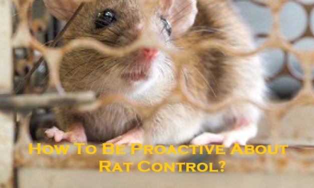 How To Be Proactive About Rat Control? 