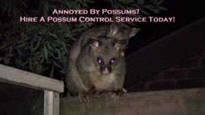 Annoyed By Possums? Hire A Possum Control Service Today!