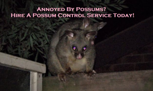 Annoyed By Possums? Hire A Possum Control Service Today!