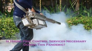 Is Hiring Pest Control Services Necessary During This Pandemic?