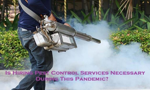 Is Hiring Pest Control Services Necessary During This Pandemic?