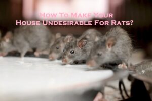 How To Make Your House Undesirable For Rats?