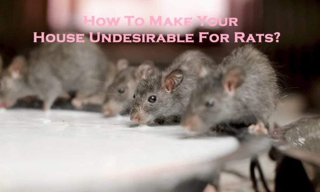 How To Make Your House Undesirable For Rats?