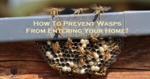 How To Prevent Wasps From Entering Your Home?