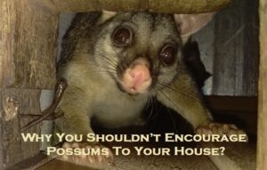 Why You Shouldn’t Encourage Possums To Your House?
