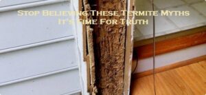 Stop Believing These Termite Myths – It’s Time For Truth