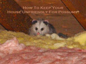 How To Keep Your House Unfriendly For Possums?