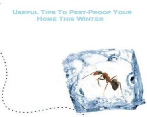 Useful Tips To Pest-Proof Your Home This Winter