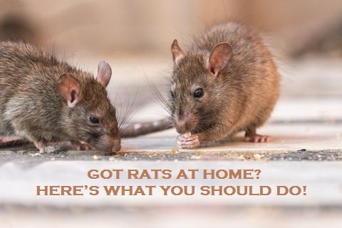 Got Rats At Home? Here’s What You Should Do!