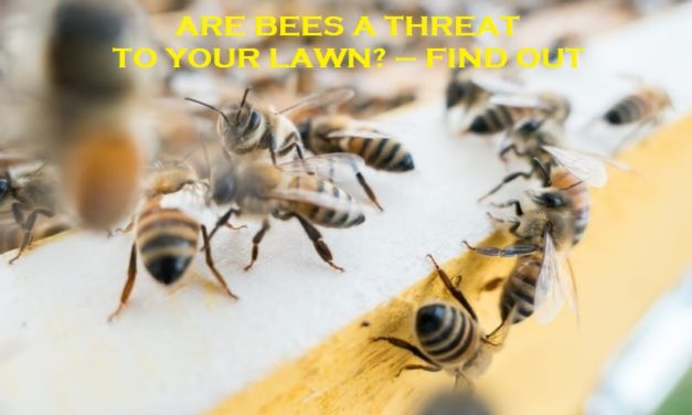 Are Bees A Threat To Your Lawn? – Find out