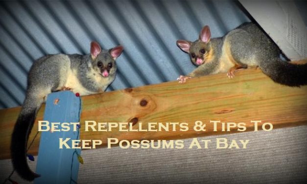 Best Repellents & Tips To Keep Possums At Bay