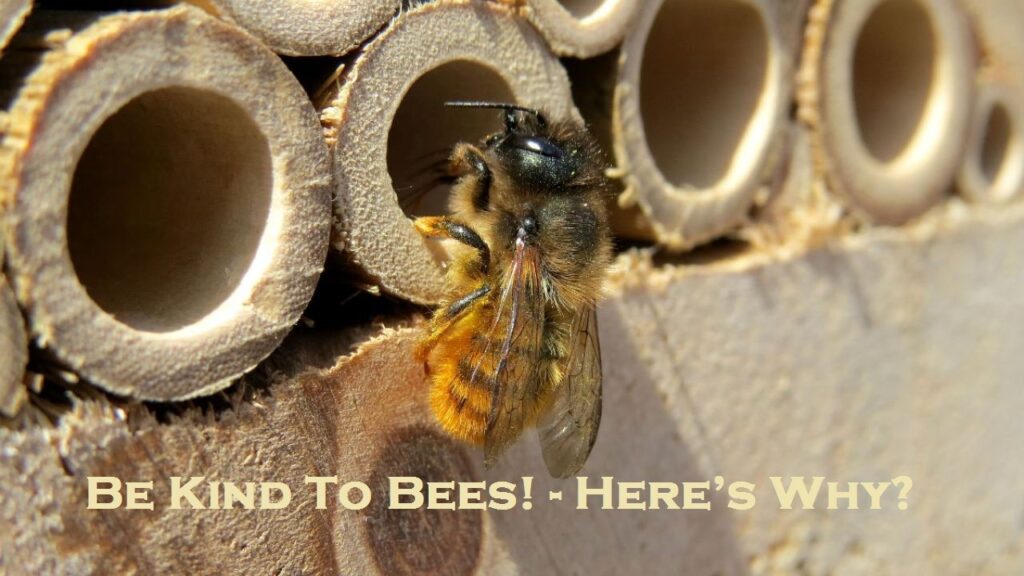 Be Kind To Bees! - Here’s Why?
