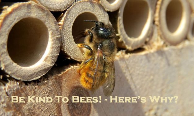 Be Kind To Bees! – Here’s Why?