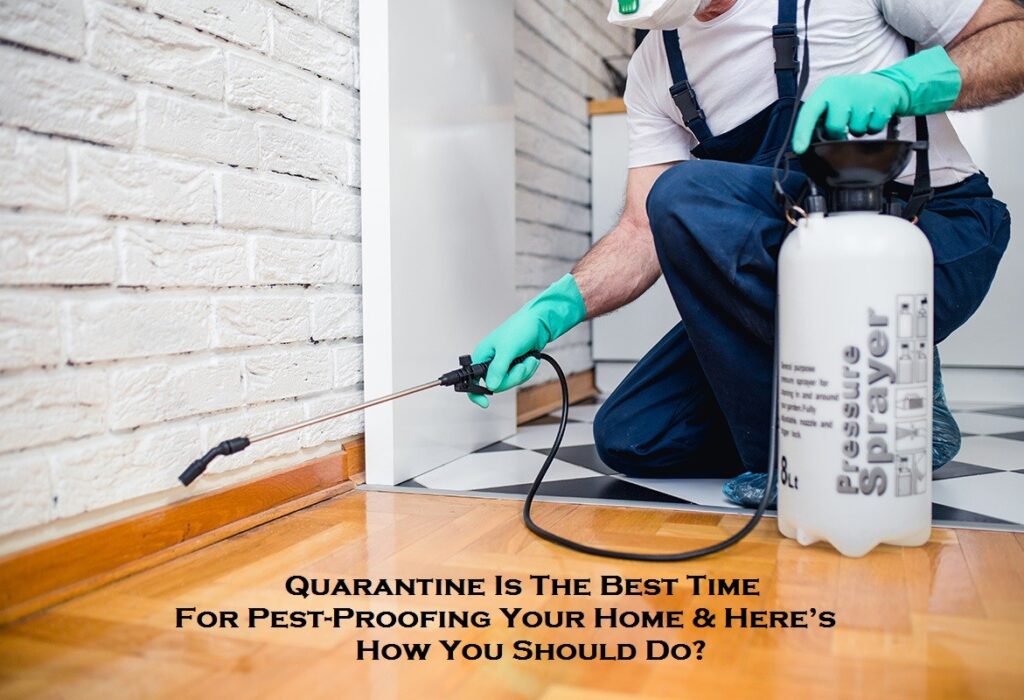 Quarantine Is The Best Time For Pest-Proofing Your Home & Here’s How You Should Do?