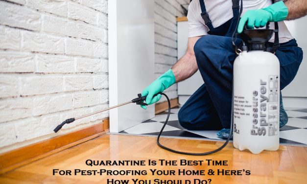 Quarantine Is The Best Time For Pest-Proofing Your Home & Here’s How You Should Do?