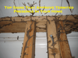 Top Signs That Approve Termites Presence In Your Home