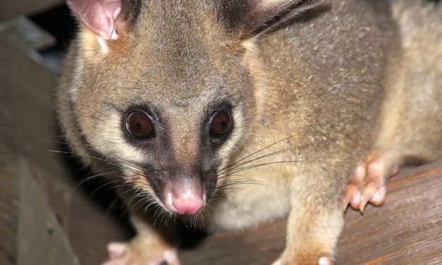 Don’t Make Your House Possum-Friendly – Here’s Why?