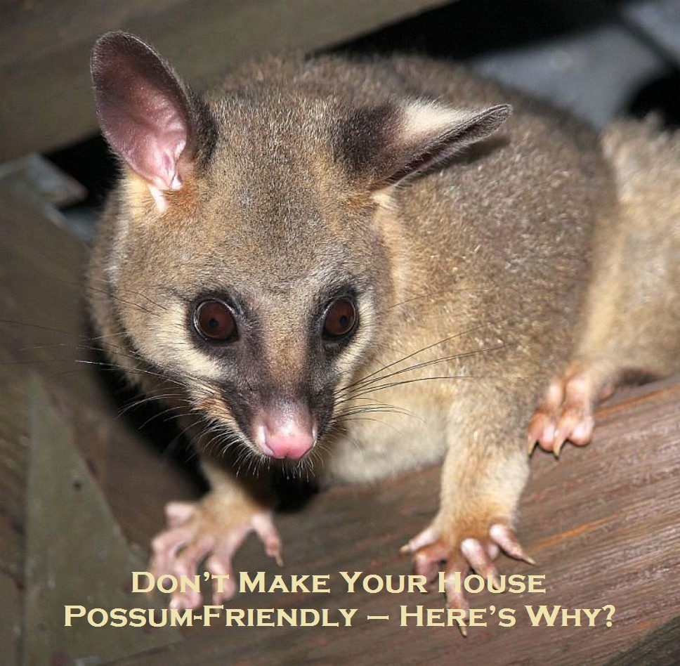Don’t Make Your House Possum-Friendly – Here’s Why?