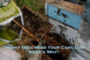 Honey Bees Need Your Care Too! – Here’s Why?