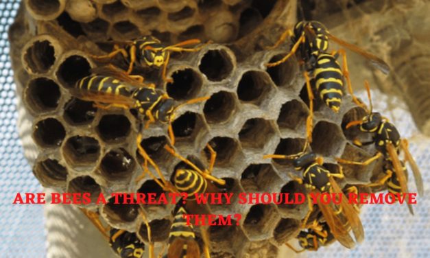 Are Bees A Threat? Why Should You Remove Them?