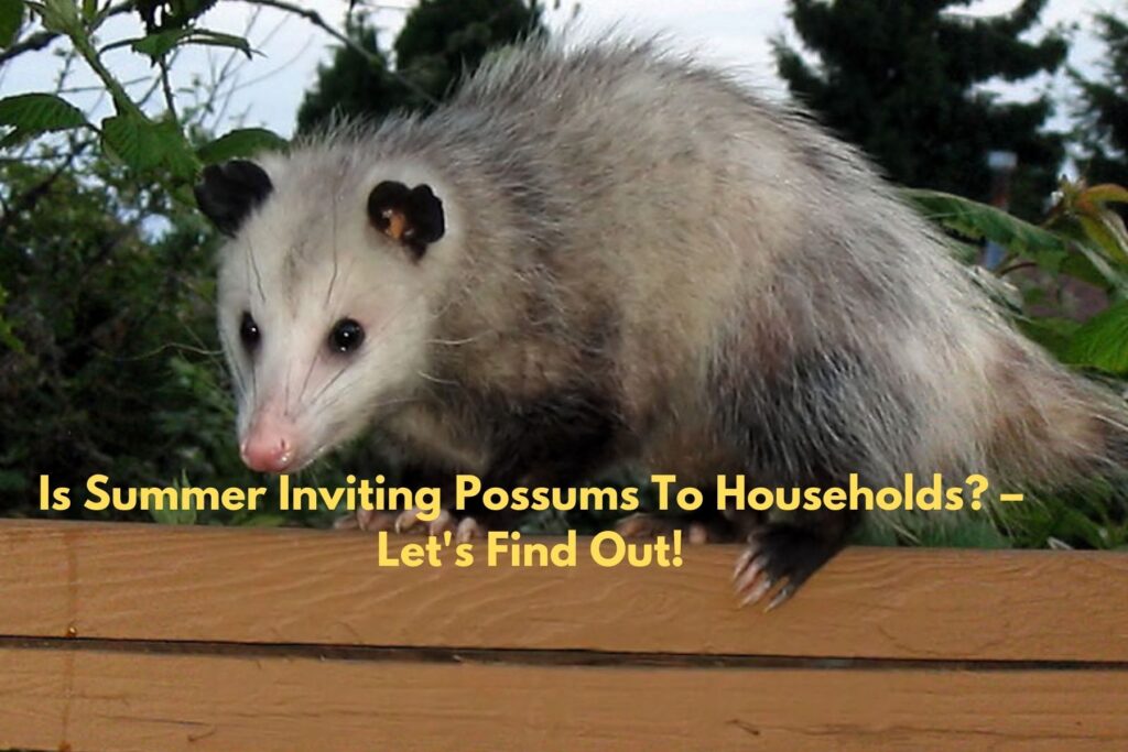 Possum removal Melbourne