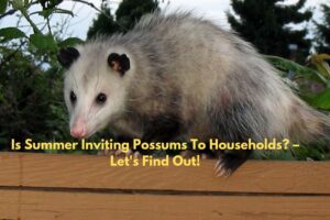 Possum removal Melbourne