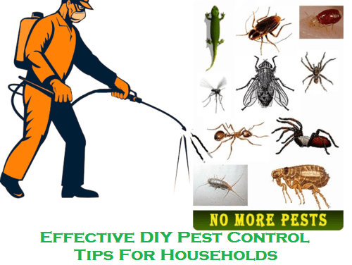 Effective DIY Pest Control Tips For Households