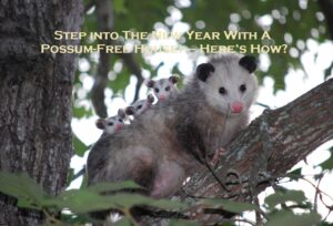 Step into The New Year With A Possum-Free House! – Here’s How?