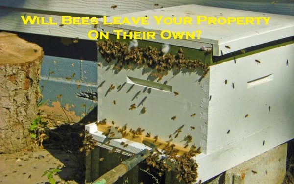 Will Bees Leave Your Property On Their Own?