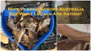 Mice Plague Across Australia – See What Locals Are Saying!