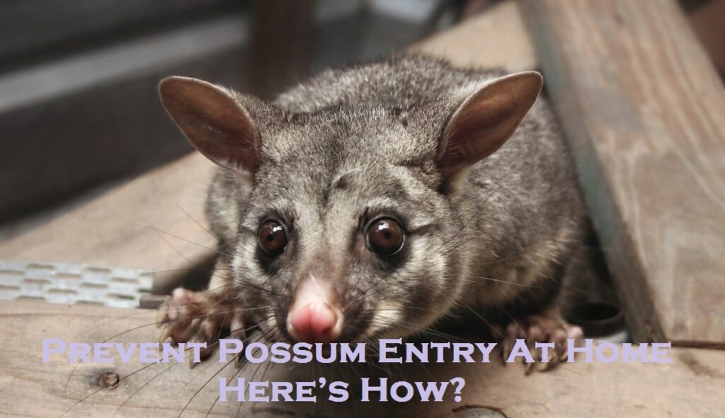 Prevent Possum Entry At Home – Here’s How?