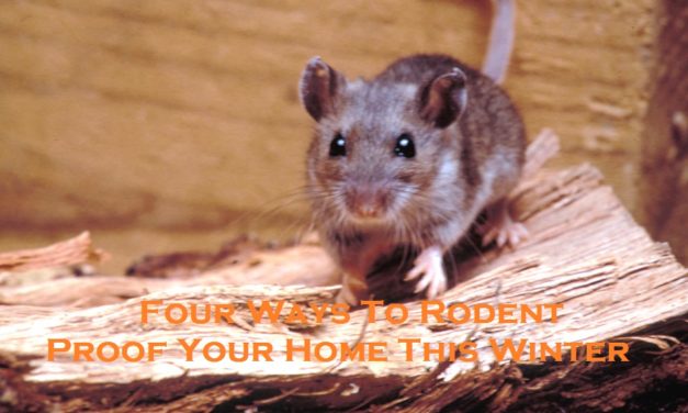 Four Ways To Rodent Proof Your Home This Winter