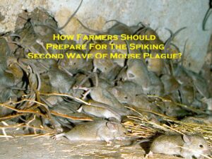 How Farmers Should Prepare For The Spiking Second Wave Of Mouse Plague?