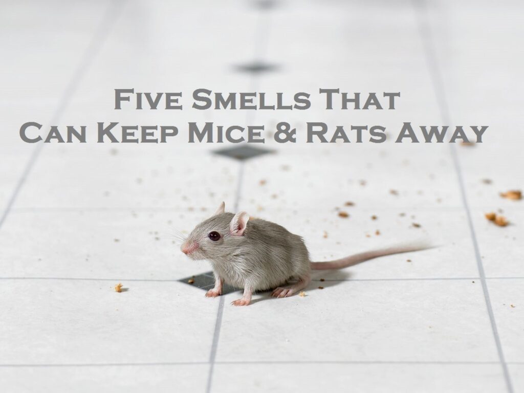 Five Smells That Can Keep Mice & Rats Away
