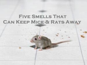 Five Smells That Can Keep Mice & Rats Away