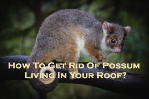 How To Get Rid Of Possum Living In Your Roof?
