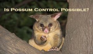 possum control Melbourne