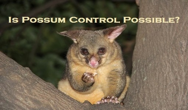 possum control Melbourne